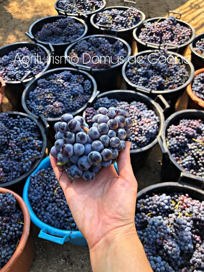 Alloggio per agriturismo Domus De Goene